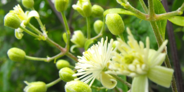 Bach Flower Remedies