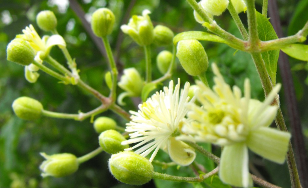 Bach Flower Remedies