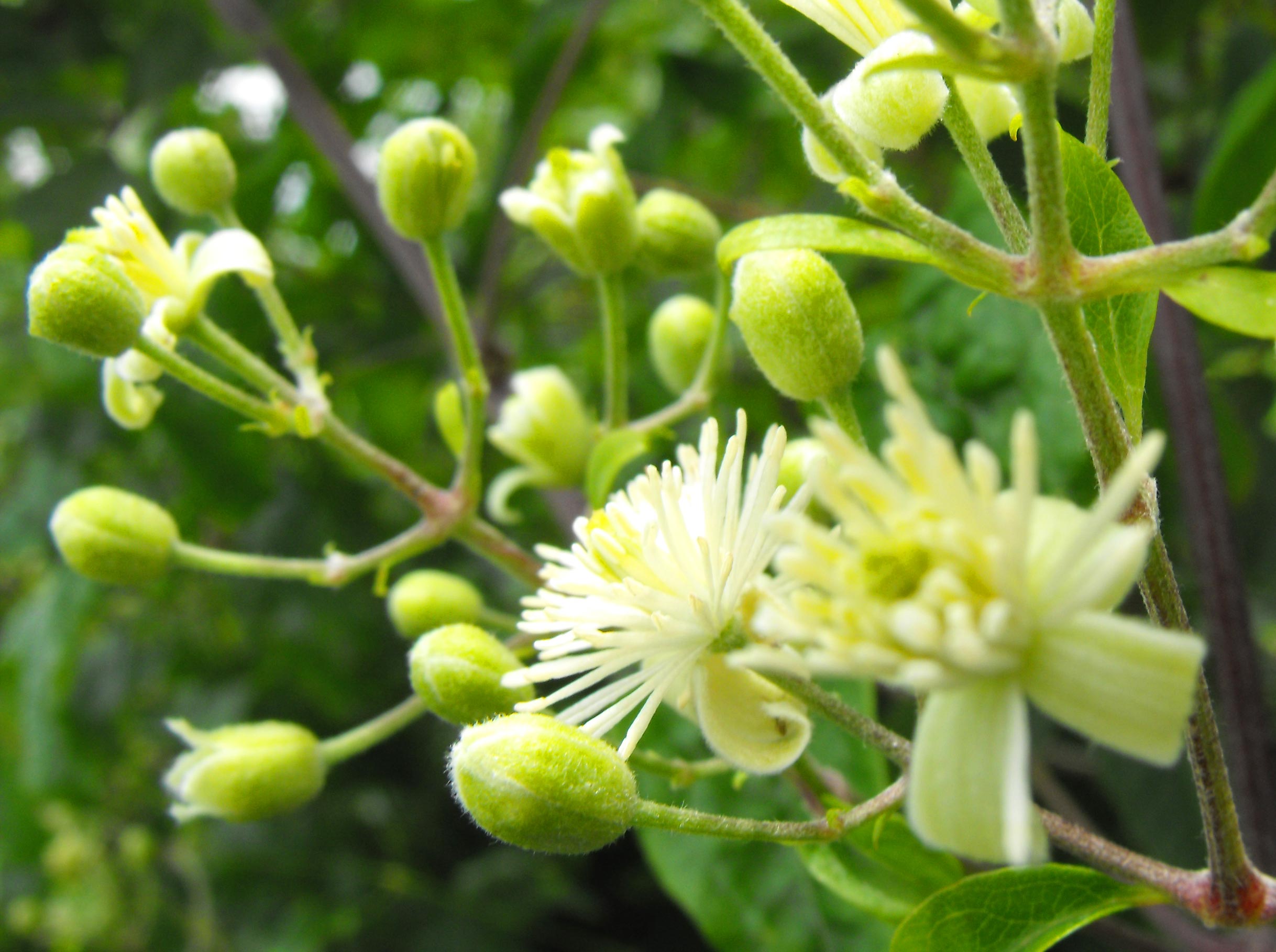 Bach Flower Remedies